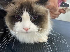 -PETKIT小佩宠物·低压洗护(国顺东路店)