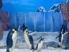 -海合安成都极地海洋公园