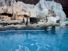 -帝企鹅自助餐厅•儿童岛•真企鹅(长隆企鹅酒店)