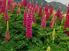 -径山花海