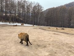 -横道河子东北虎林园