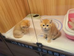 -欣宠猫屋·矮脚拿破仑·蓝金金渐层