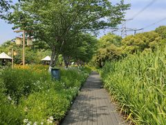 -长田漾湿地公园