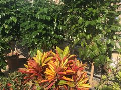 -中环花鸟鱼虫市场
