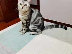-糯米喵星人总部直营旗舰店·猫舍·幼猫出售