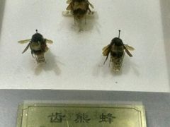 -上海昆虫博物馆