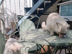 -喵屿·大理花园猫咖