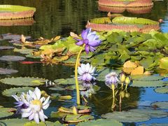 -莲花池公园