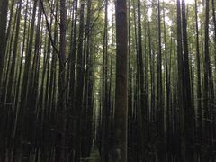 -山王坪喀斯特国家生态公园