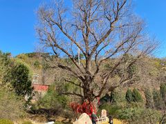 -遵化市禅林寺古银杏风景园