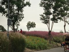 -上海滨江森林公园