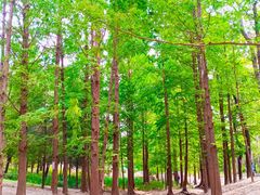 -白水寺森林公园