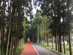 -上海长兴岛郊野公园