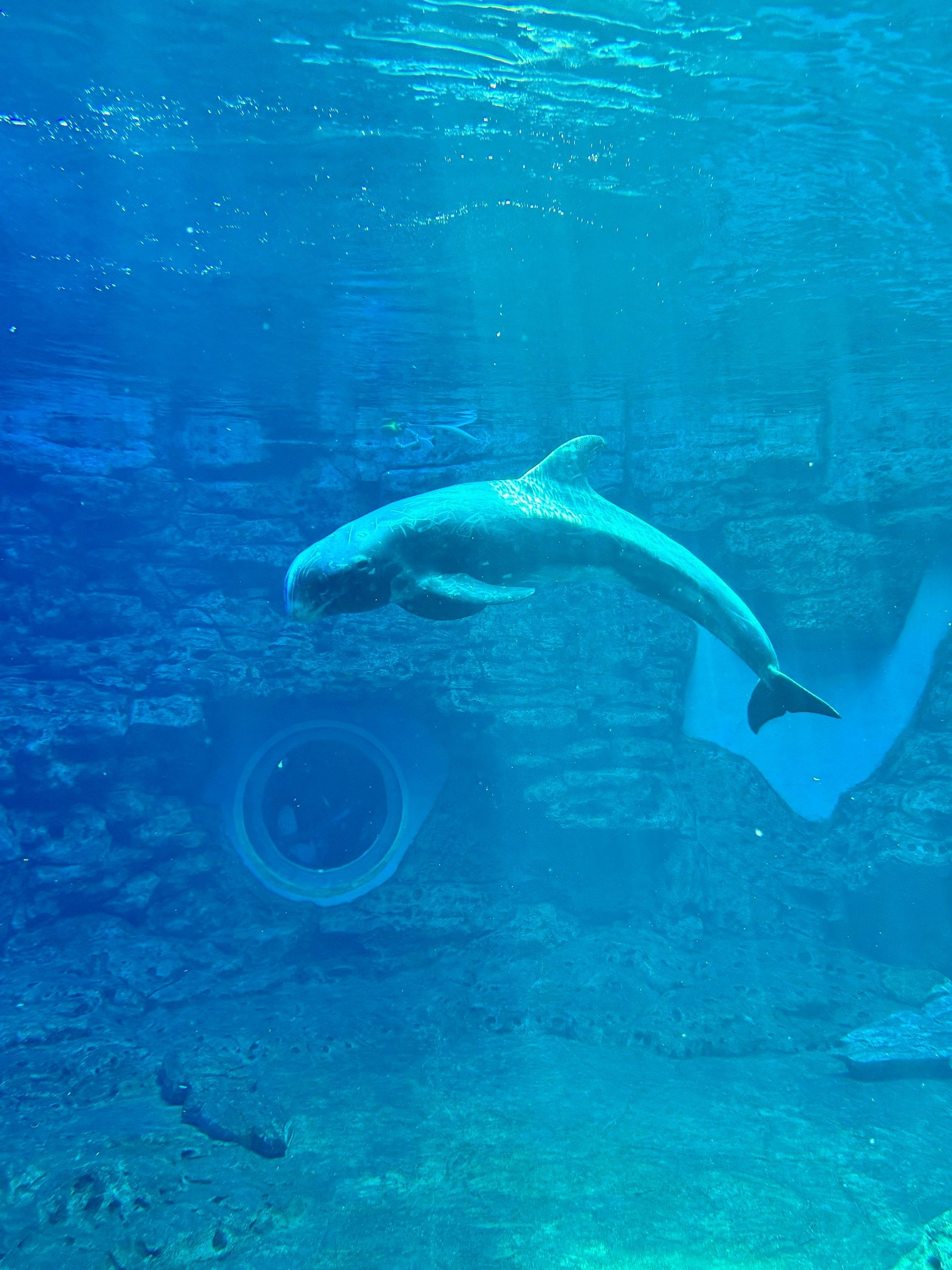 郑州海洋馆,去了,后悔了