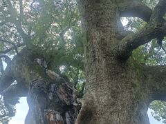 -新安江山水画廊风景区