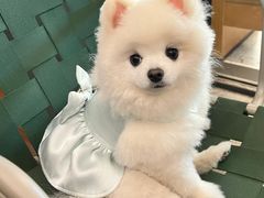 -爱侣宠医·鹦鹉专科·小型哺乳类·异宠专科(灵石路店)