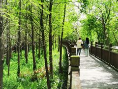 -溱湖国家湿地公园