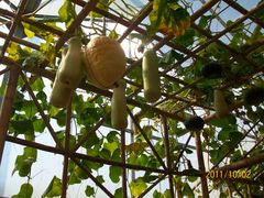 北京观光南瓜园&nbsp;(6)-观光南瓜园