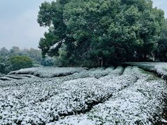 -西湖风景区十里琅珰-五云山