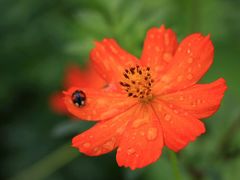 -北纬44度·金珠花海休闲农业旅游景区