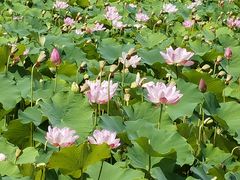 -嘉北郊野公园