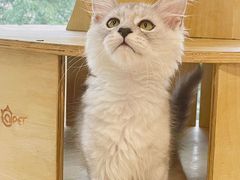 -十年猫舍·猫咪专门店(普陀店)