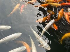 -惠州西湖风景名胜区-丰渚园