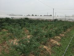 -花山蓝莓采摘园