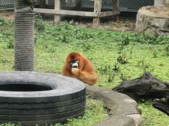 -西安秦岭野生动物园