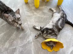 -猫力发电所·宠物专门店