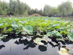 -舍利塔滩地公园-无垢净光舍利塔