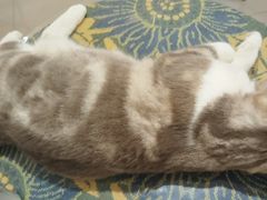 -平行世界·猫咖(首经贸店)