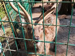 -武陵山森林公园