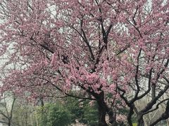 -金银湖国家城市湿地公园