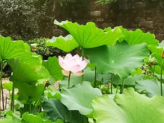 -桂湖森林公园