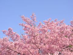 -顾村公园