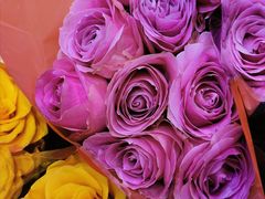 -双季花艺园艺市场(浦东店)