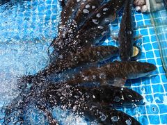 -巧克力渔家.小船海鲜胶东菜(万平口店)