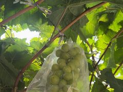 -马陆小张葡萄园农家乐