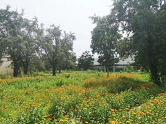 -鲁土司衙门旧址