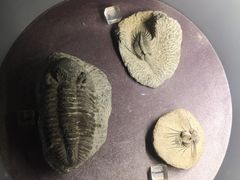 -河南自然博物馆