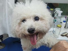 -瑞派动物医院·猫专科·至诚(江南中分院)