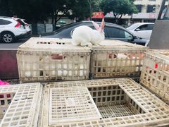 -温江公平红烧兔(总店)