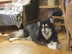 -more than meow吴止猫主题餐厅(承德 中船汇店)