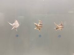 -青岛贝壳博物馆