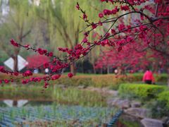 -木塔寺遗址生态公园