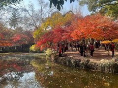 -秋霞圃