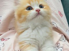 -爱侣宠医·鹦鹉专科·小型哺乳类·异宠专科(灵石路店)