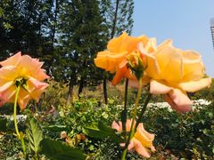 -人民公园(罗湖区)