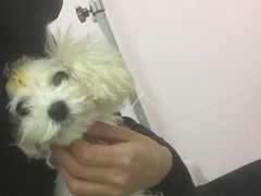 -宠颐生中康贝怡动物医院